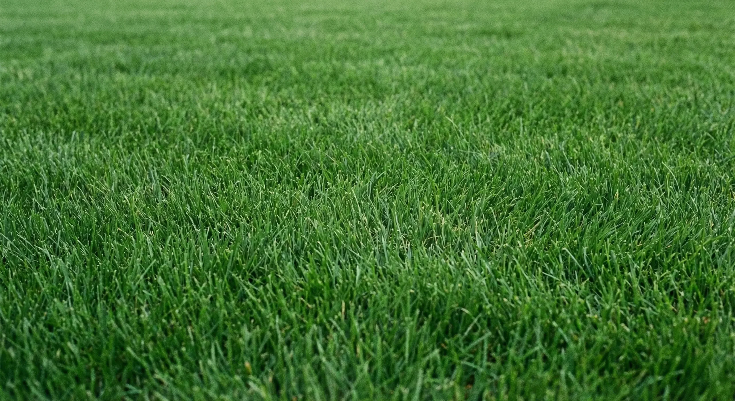 Lawn after aeration service