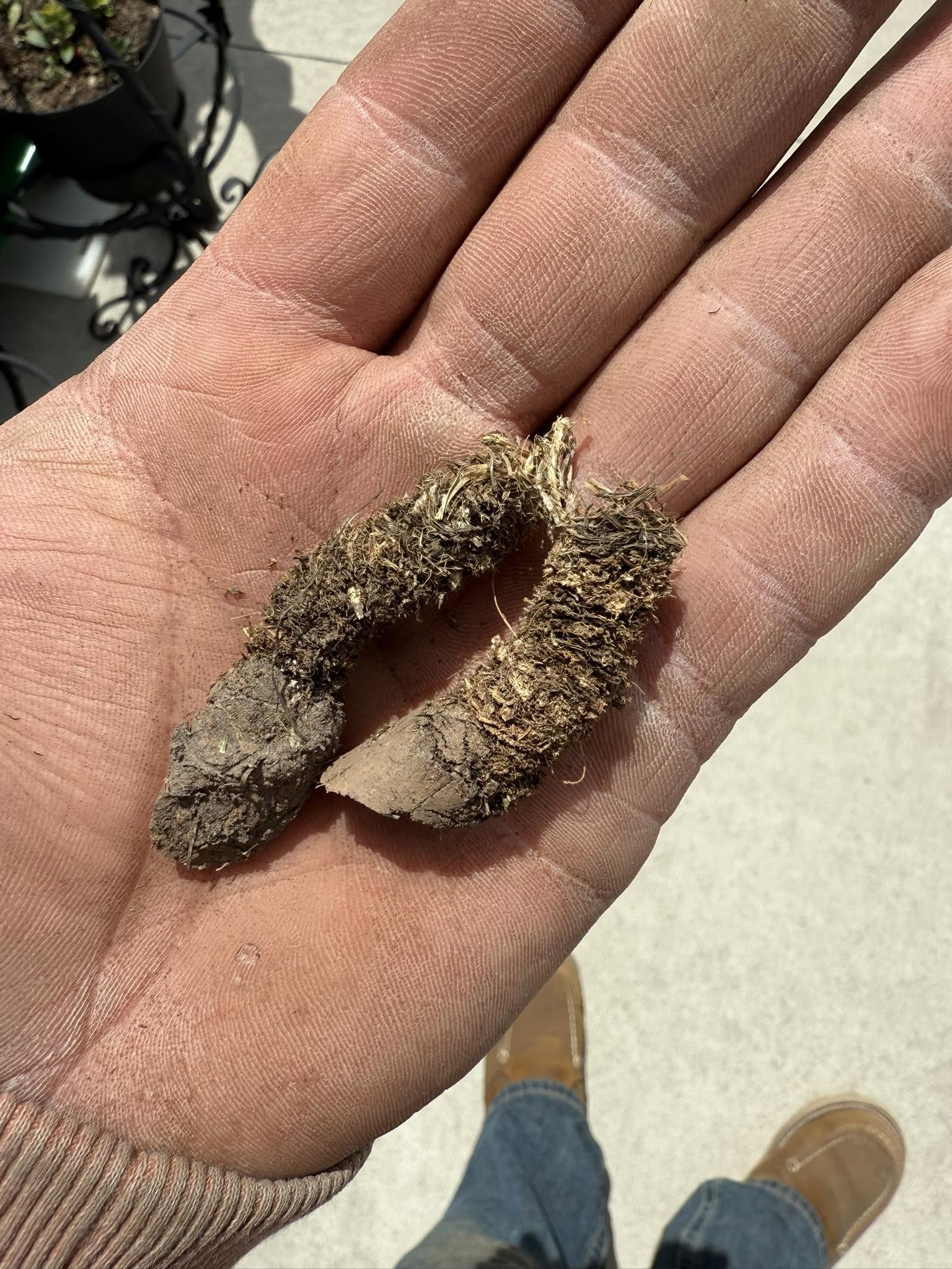Spongy thatch layer pulled from a lawn by Crappy Lawn Care verticutting, showing the soil exposed underneath